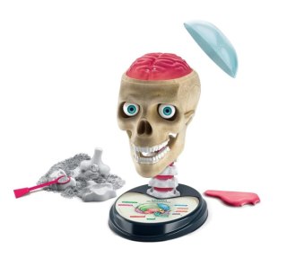 Naukowa Zabawa Zestaw Zwariowana Anatomia Język Polski Clementoni 50697 Clementoni